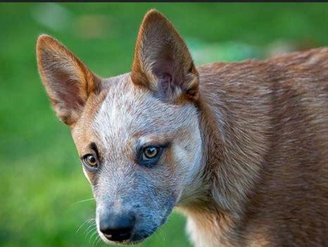 澳洲牧牛犬怎么没人养 澳洲牧牛犬怎么没人养
