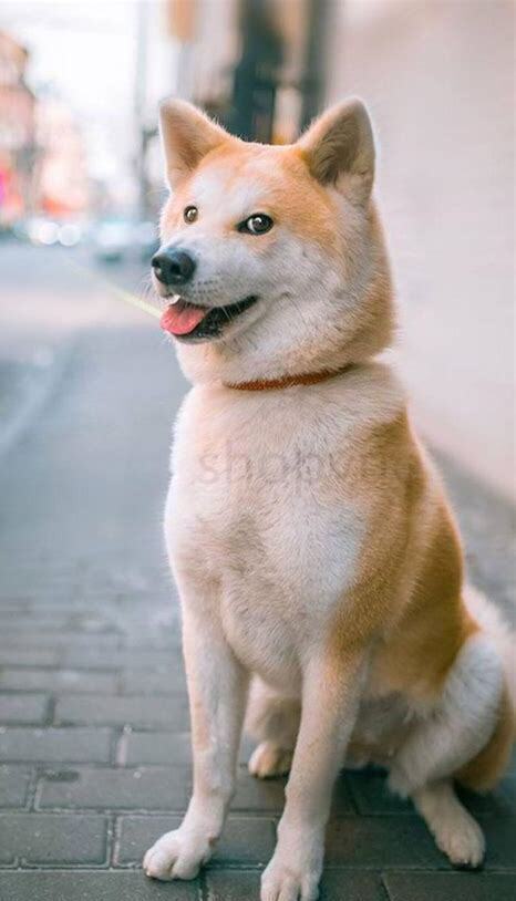 小柴犬怎么养