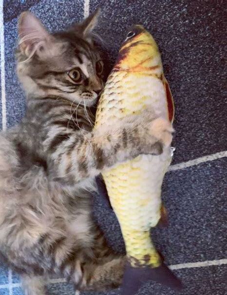母猫不绝育怎么养 知乎