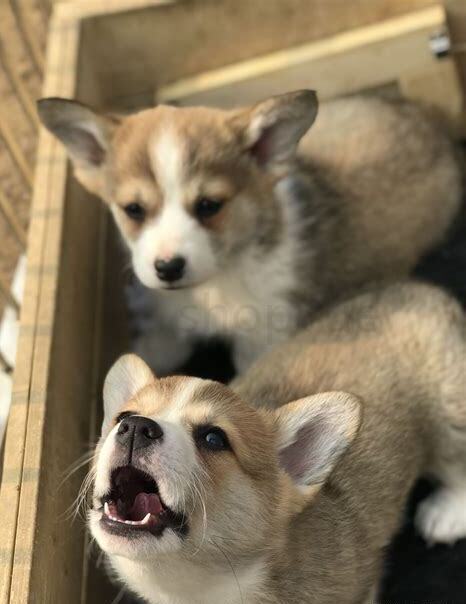 小柯基怎么养
