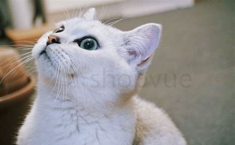 银渐层猫怎么养 银渐层猫怎么养