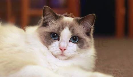 养布偶猫十大禁忌