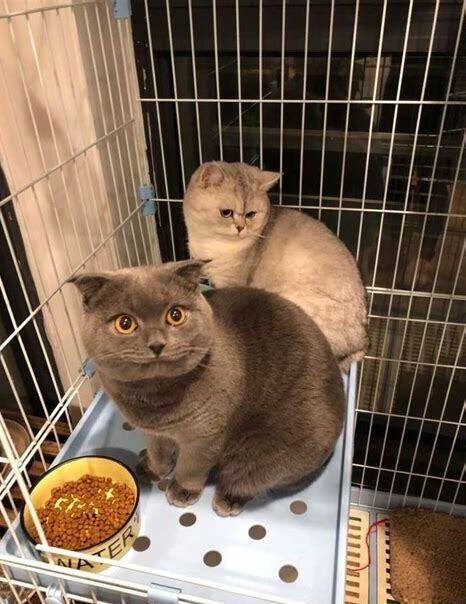 养两只猫很后悔