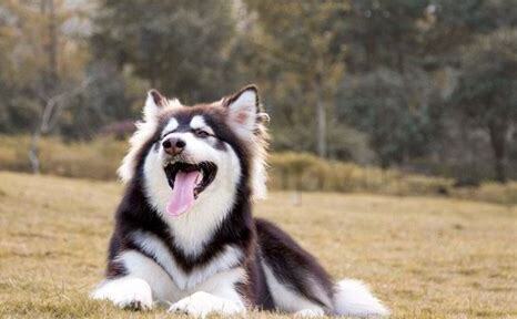怎么养阿拉斯加犬视频