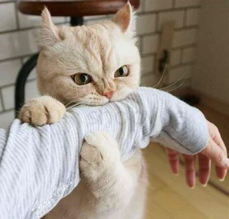 养的猫咪咬人怎么办