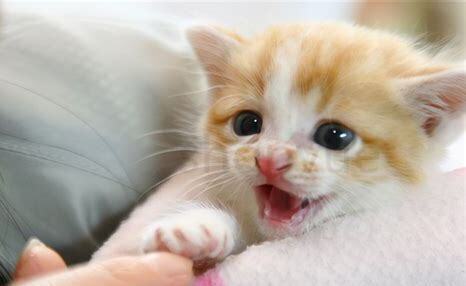猫怎么养才听话