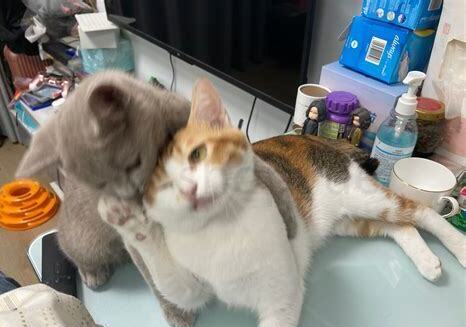 两个星期的小猫怎么养