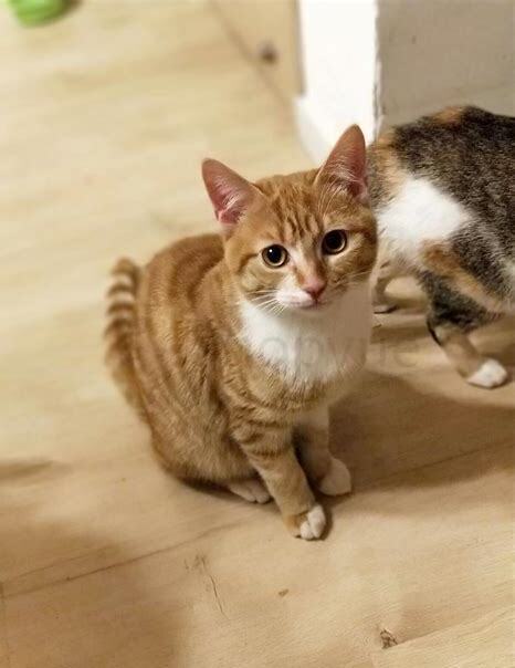 怎么样养好一只家猫