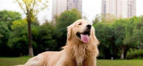 两个月的金毛犬怎么养比较好