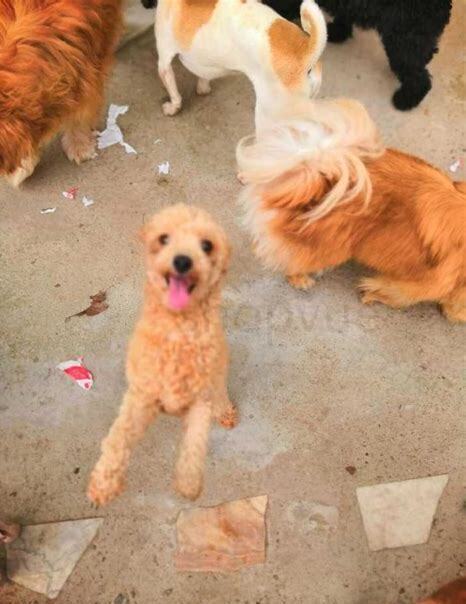 领养小狗狗应该怎么养才好