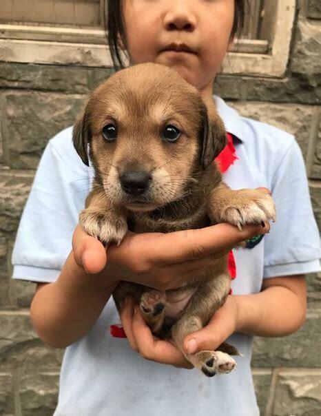 领养小狗狗应该怎么养