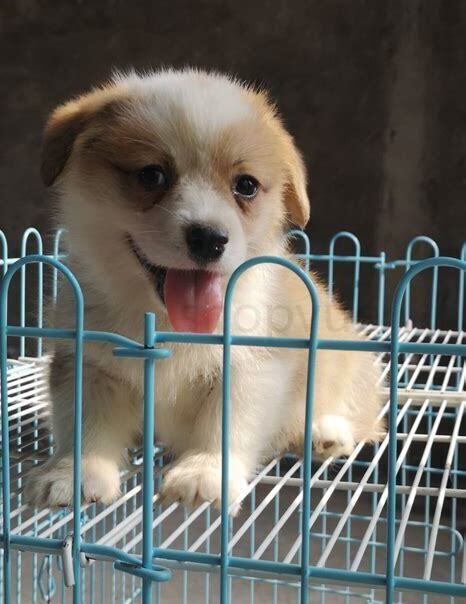 两个月的宠物狗怎么养