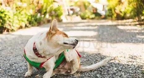 狗狗没时间养怎么办