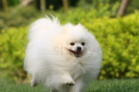 两个月博美幼犬怎么养