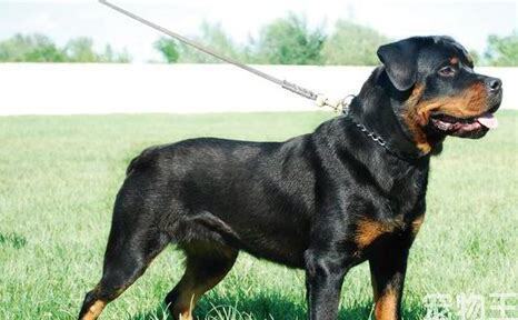 罗威纳犬怎么养才护主