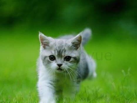 一个月的小猫咪怎么养