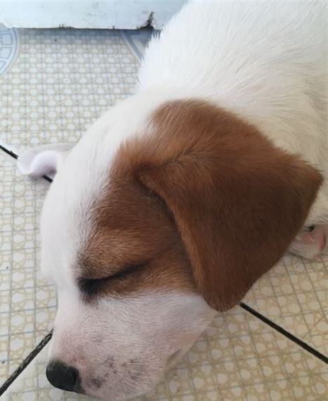 两个月的小土狗怎么养