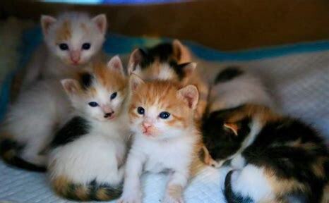 才生下来的猫咪怎么养
