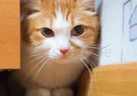 刚养的小猫怕人怎么办呀