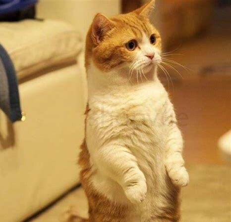 怎么样养好一只家猫呢