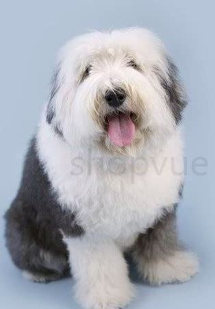 英国古代牧羊犬怎么养 英国古代牧羊犬怎么养