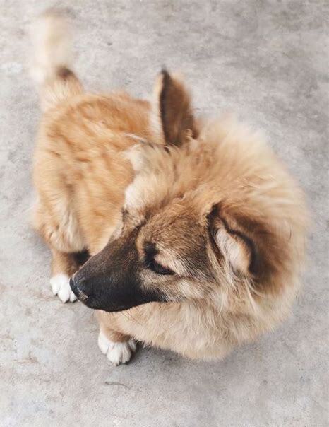怎么养刚出生的狗狗