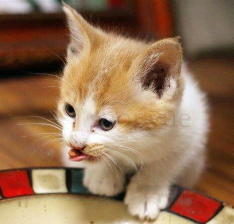 1个月小奶猫怎么养好
