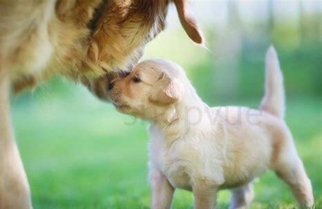 孕妇家里养狗了怎么办