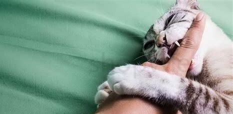 养的小猫咬人怎么办