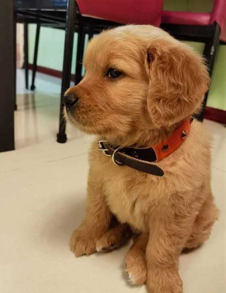 两个月的金毛犬怎么养