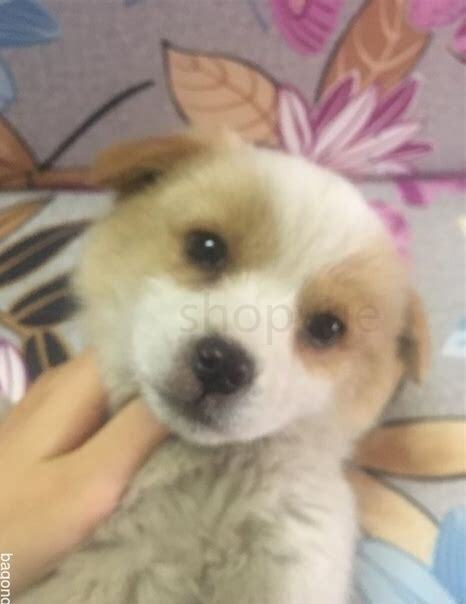 捡了一只小狗怎么养