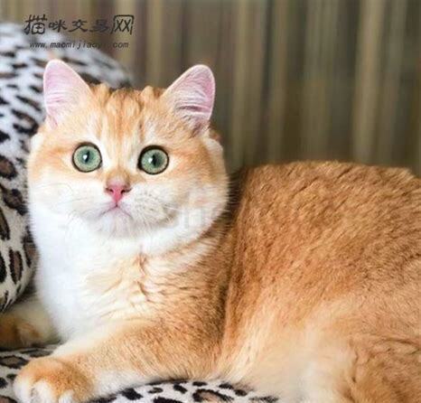 猫 怎么养