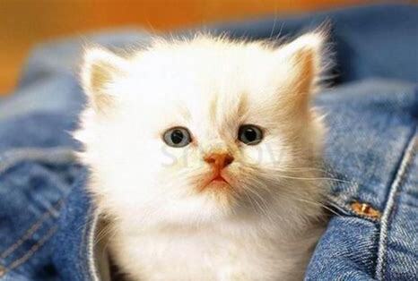 刚出生一个月的小猫怎么养