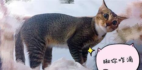 一个半月的小猫怎么养 一个半月的小猫怎么养