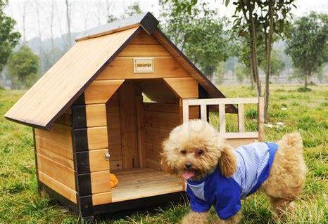 养狗的屋子腥怎么办