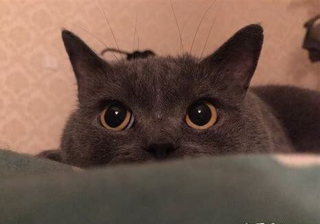 2个月的小奶猫怎么养