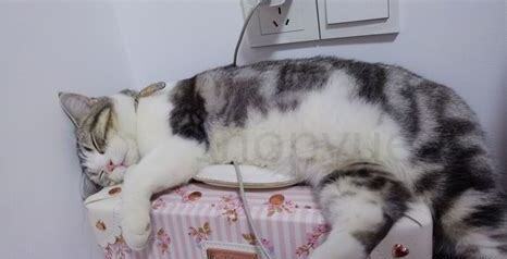 两个月的虎斑猫怎么养 两个月的虎斑猫怎么养
