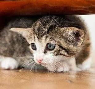 刚养的猫怕人怎么办 刚养的猫怕人怎么办