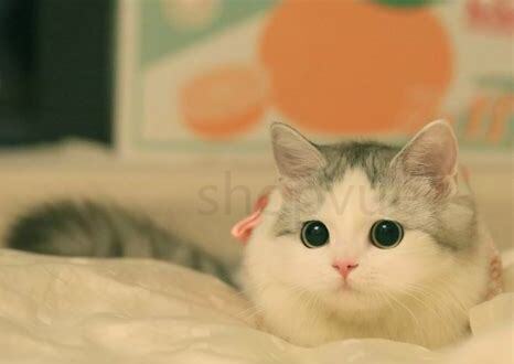 刚养的猫很怕人怎么办 刚养的猫很怕人怎么办