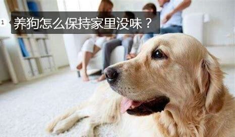 家里养狗味道太大怎么办