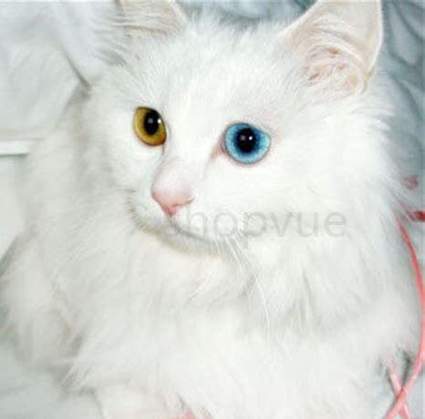 山东狮子猫要怎么养