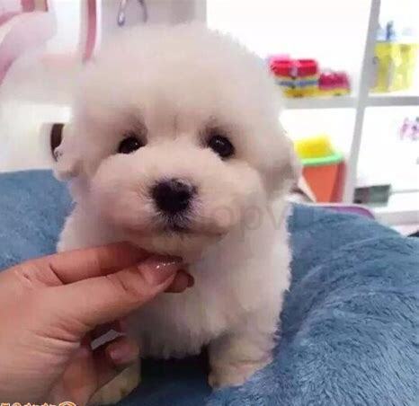 两个多月的比熊怎么养胖