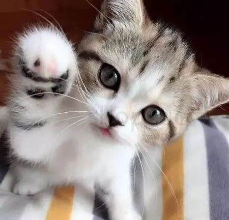 一个星期的小猫怎么养