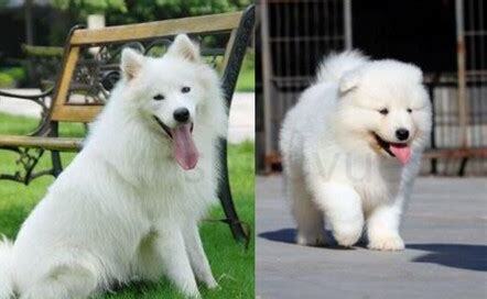 萨摩耶犬要怎么养