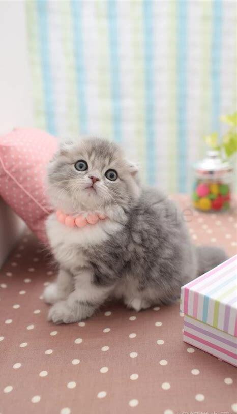 小猫几个月能听懂主人叫它