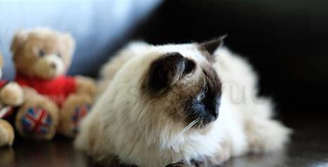 刚养的小猫怕人怎么办