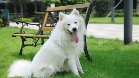 萨摩耶犬要怎么养才听话