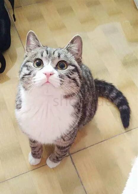 刚出生的土猫怎么养