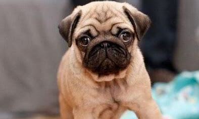 小八哥犬怎么养最好