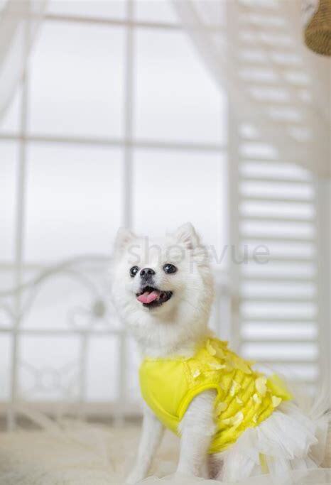 两个月博美幼犬怎么养才好